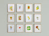 Set of framed botanical illustrations on a gray wall